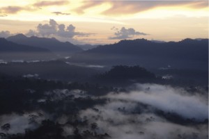 WildCRU Sabah sunrise