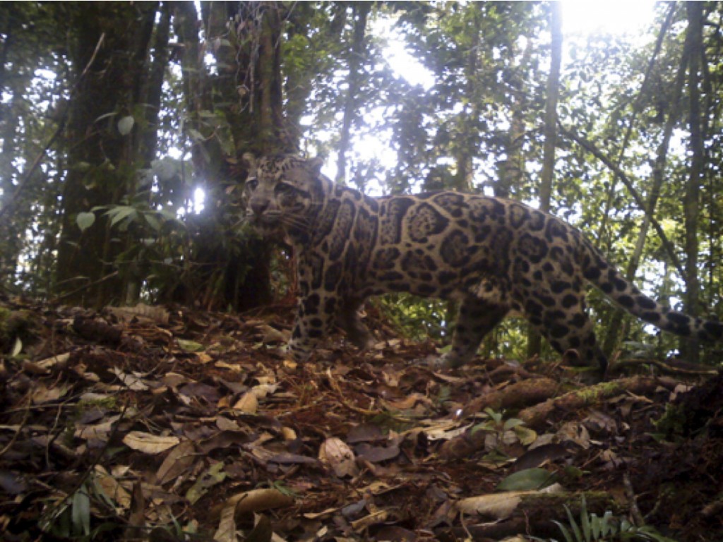 WildCRU clouded leopard